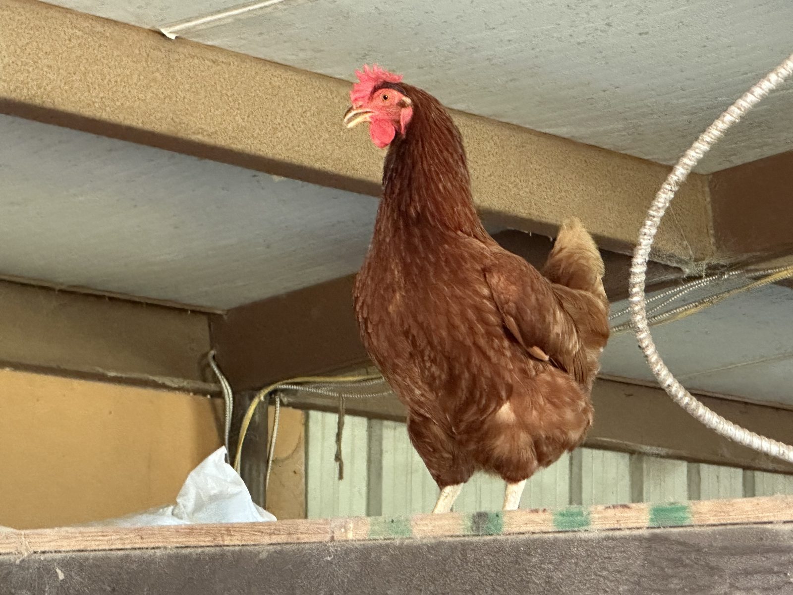 Red hen surveying from the barn roof