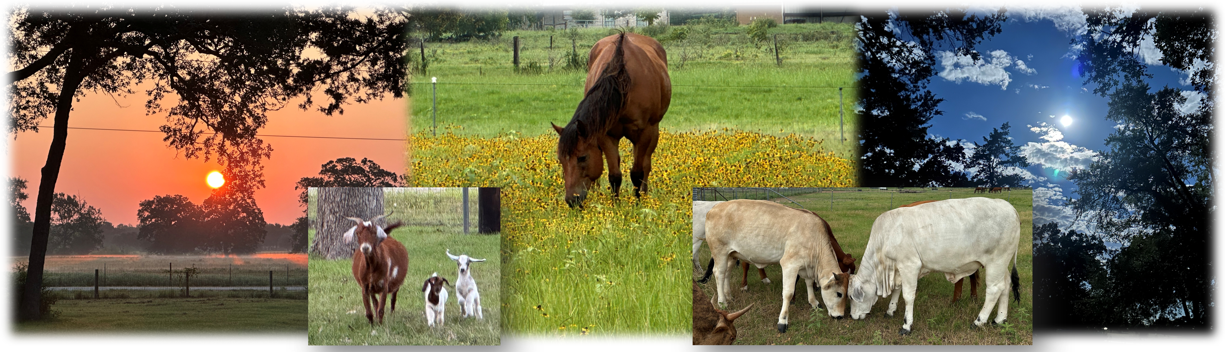Sunstrike Farm collage showing sunrise, horse in wildflowers, full moon, chicken, goats, and cattle