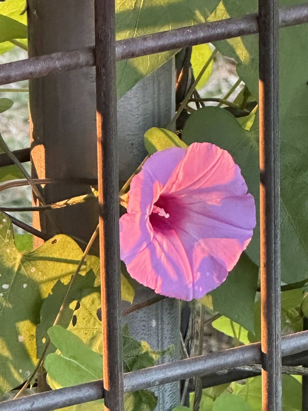 Morning glory flower on the farm fence