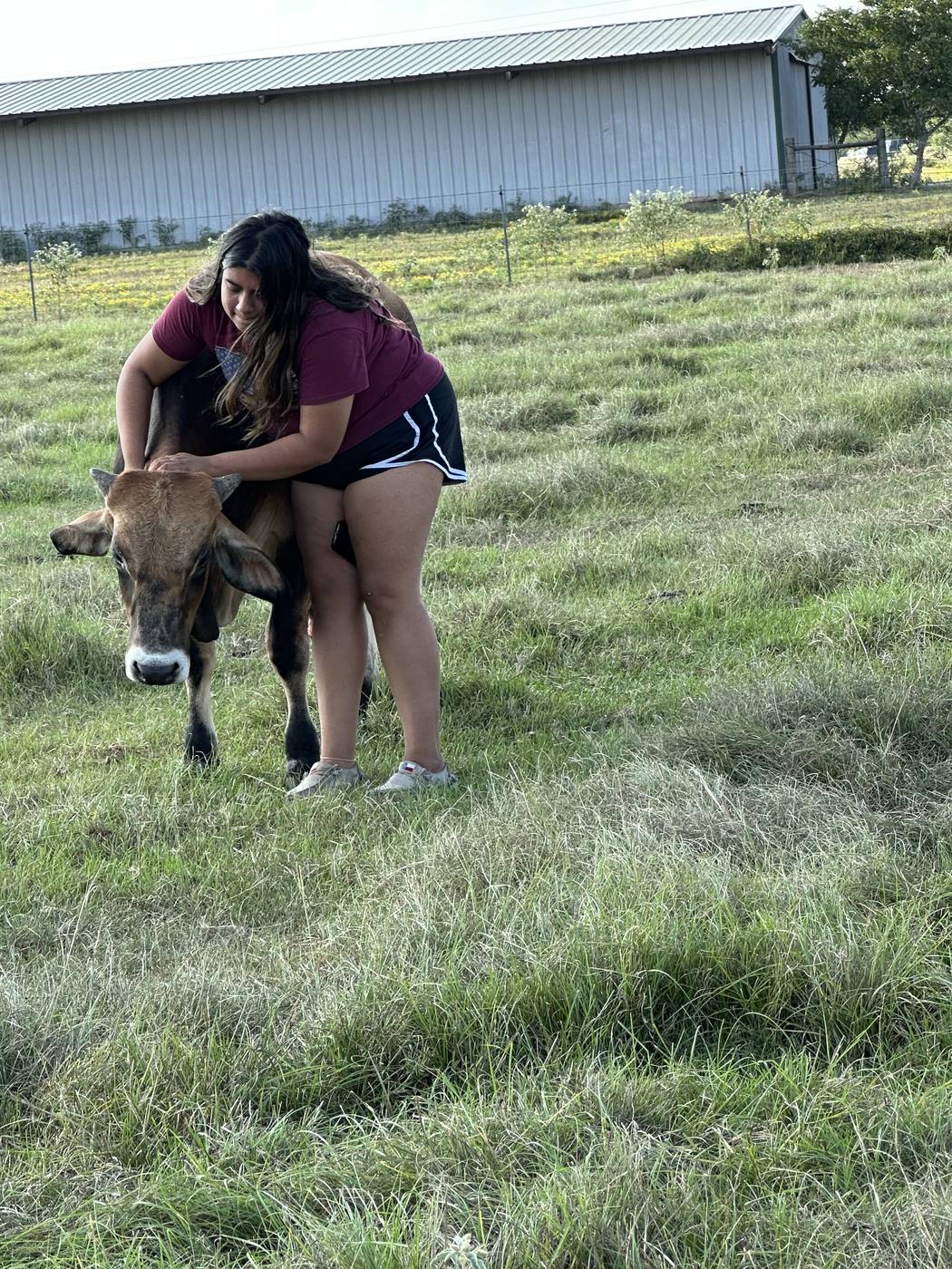 Bull calf getting scratches from a person showing human-animal bond