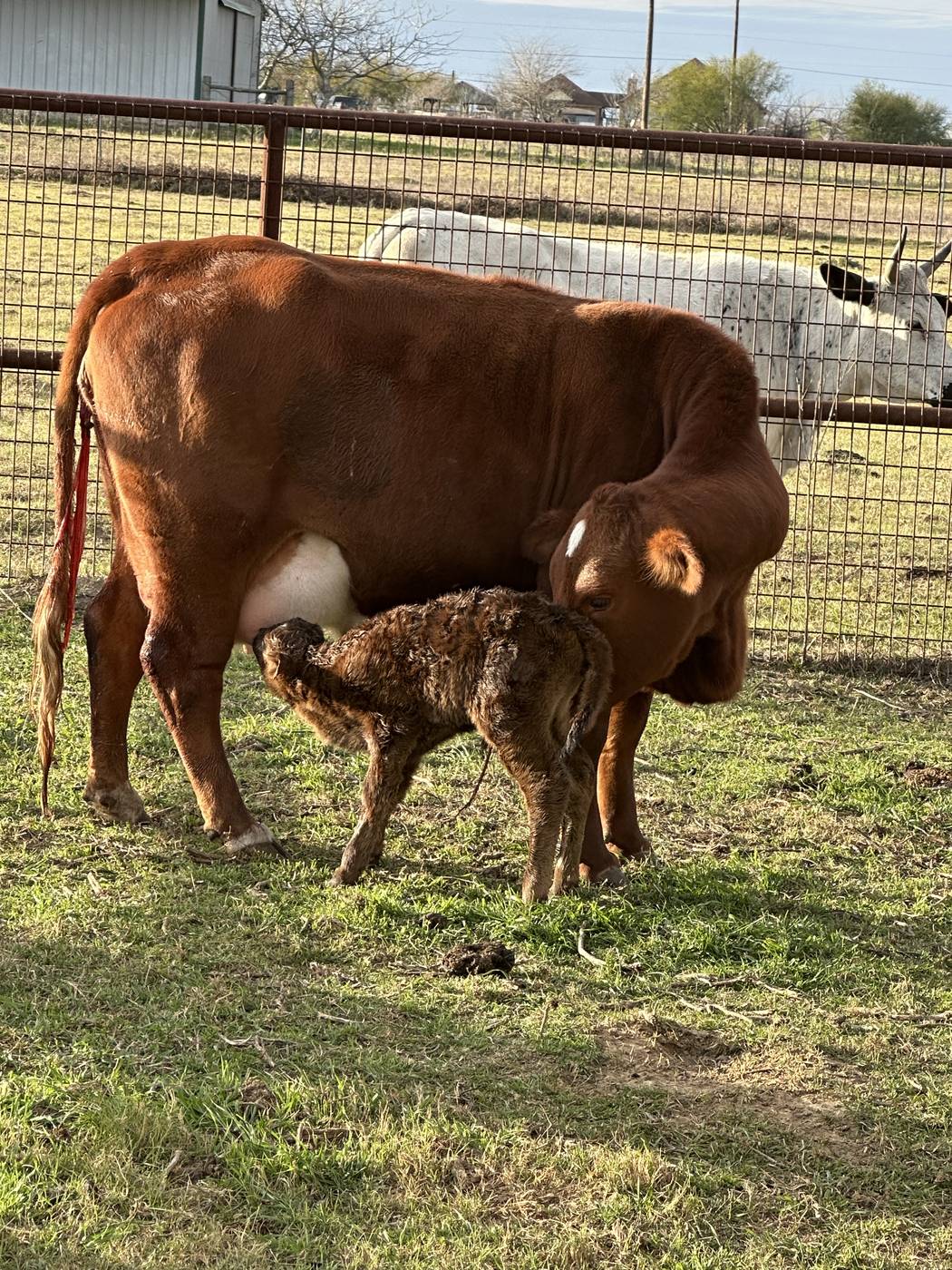 Heifer with her baby calf