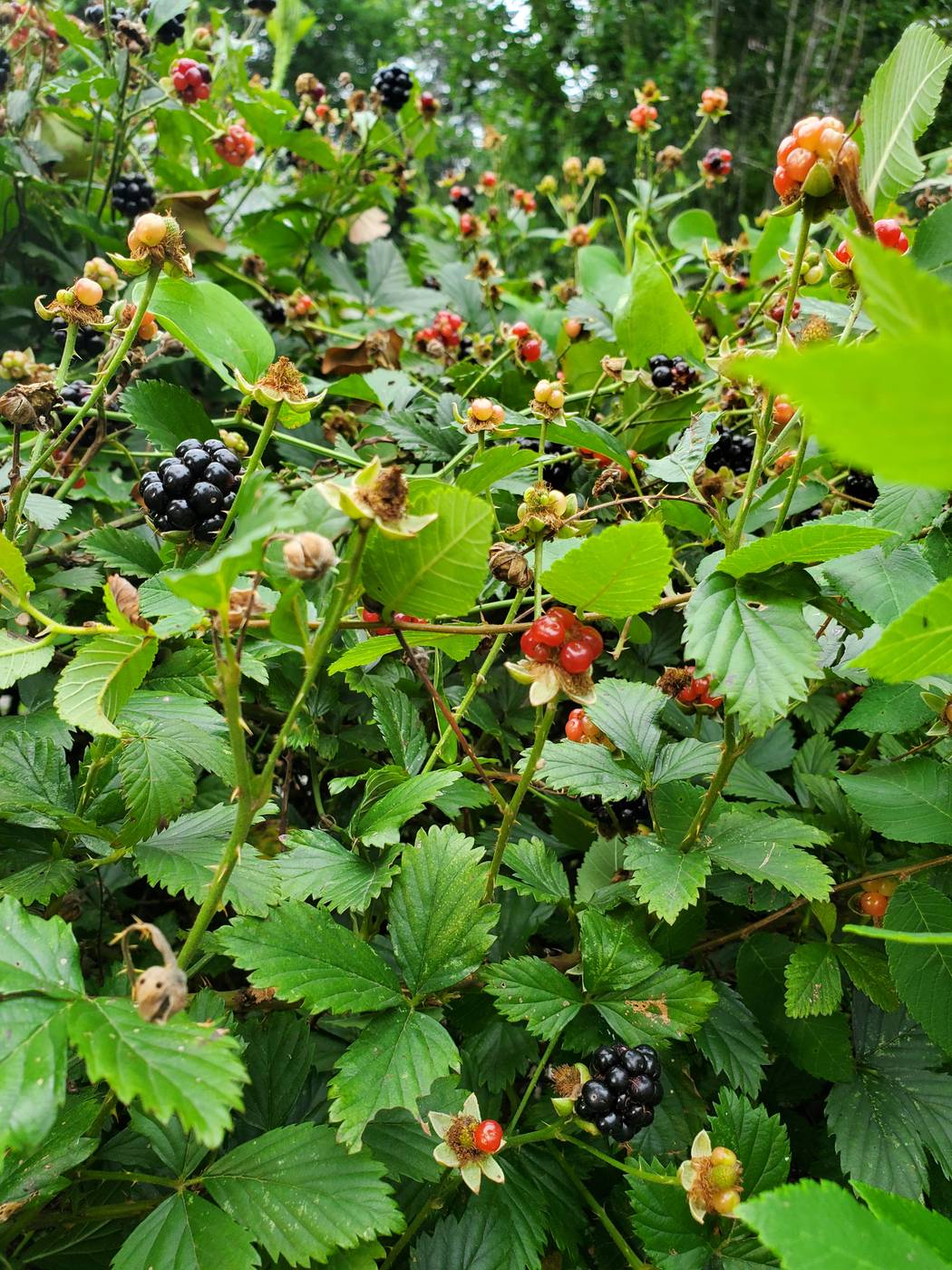 Blackberry bush with ripe berries