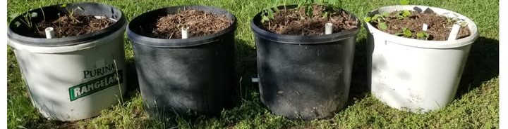 Four repurposed Purina Rangeland protein buckets set up as self-watering wicking tubs with small seedlings just starting to grow
